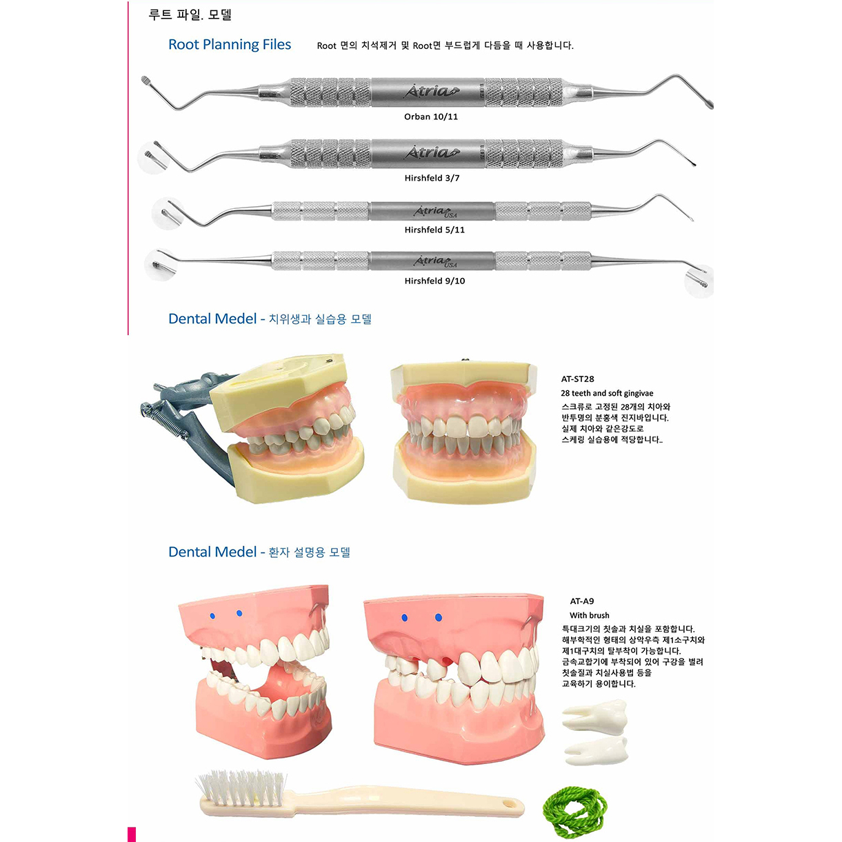 [Dental Model]  AT-ST28 (학생실습용)